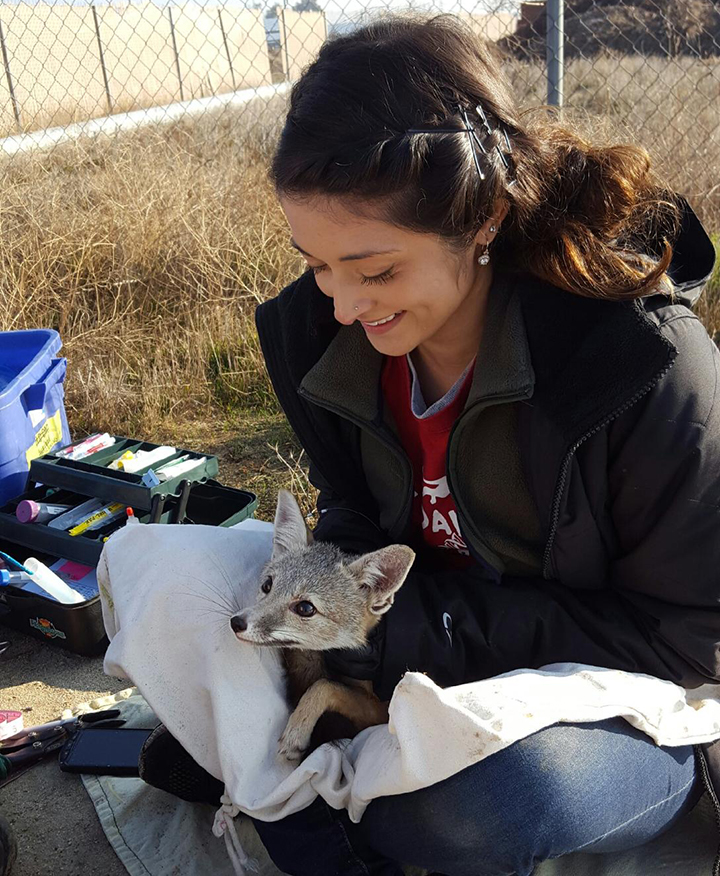 Second year DVM and incoming dual degree student Jane Riner with an endangered San Joaquin kit fox in Bakersfield, California.