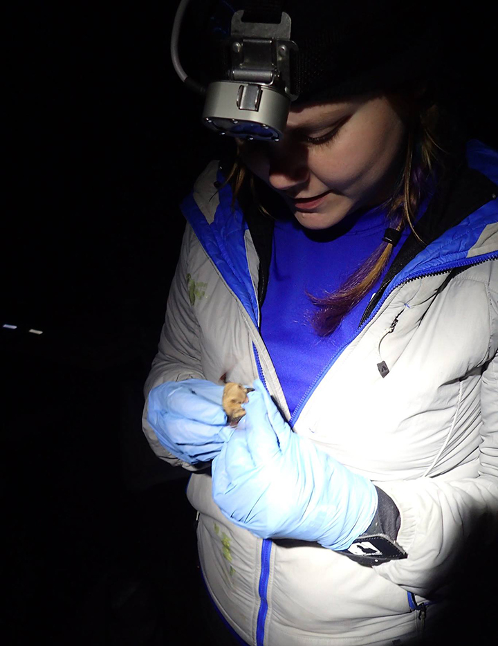 Second year DVM and incoming dual degree student Laura Shultz studies bats and disease in Mammoth Cave