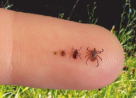Ticks