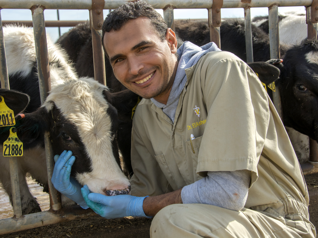 A vet with a dairy cow.