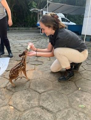 Person feeding a baby deer.