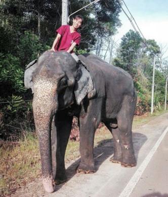 Picture of person riding an elephant.