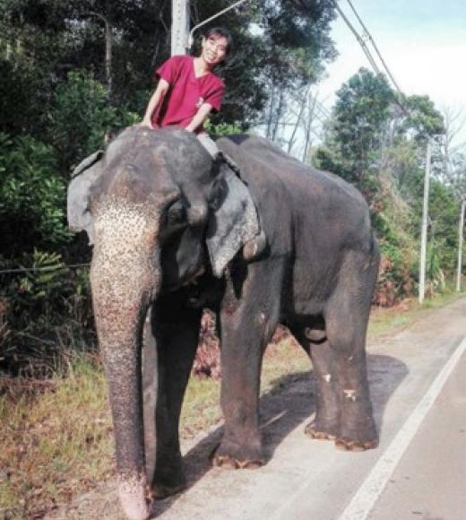 Picture of person riding an elephant.
