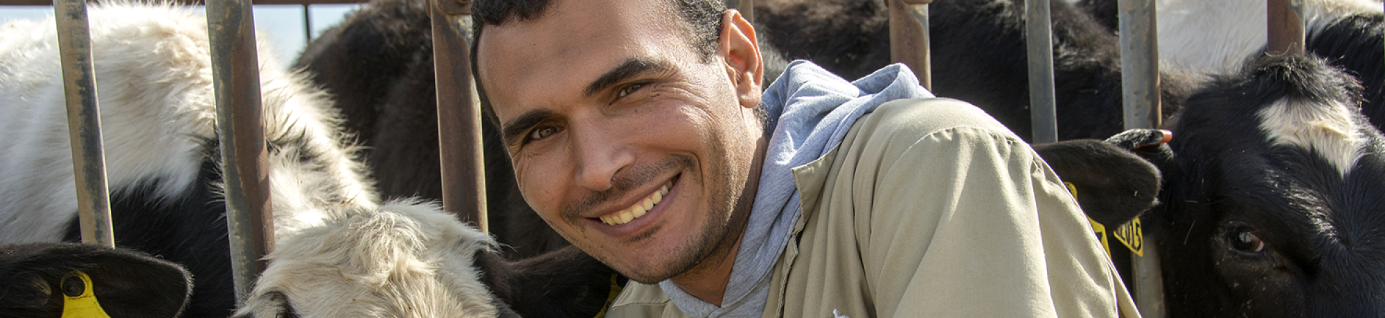 A vet with a dairy cow.